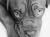dog1bw