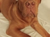 dog2