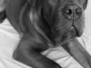 dog3bw