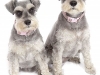 Lilly&Rosie__02