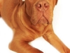 dog2reedit
