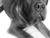 dog3bwreedit