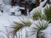 ‘Snow Day’- Essex, England