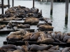 ‘Seal life’- San Francisco, United States of America